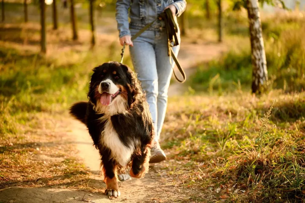 69.000 € y casa gratis en Surrey: la oferta de Archive Hospitality para cuidar un perro
