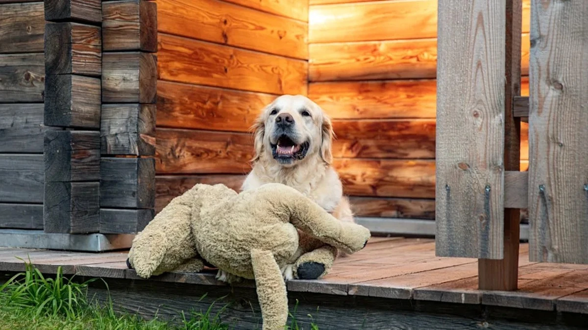 69.000 € y casa gratis en Surrey: la oferta de Archive Hospitality para cuidar un perro - image 1