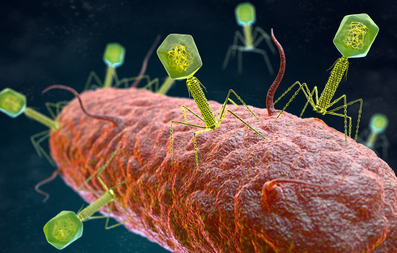 Foto: Recreación de fagos atacando una bacteria. (iStock)