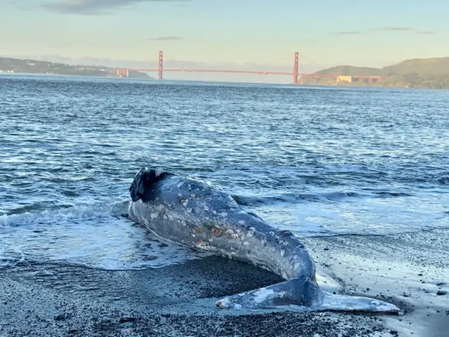 Un ballenato muerto en la playa de la bahía de San Francisco