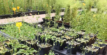 En la imagen, ejemplares de Arabidopsis thaliana en el laboratorio del Instituto de Química Física Blas Cabrera (IQF) del Consejo Superior de Investigaciones Científicas (CSIC).Imagen cedida por el CSIC (EFE)