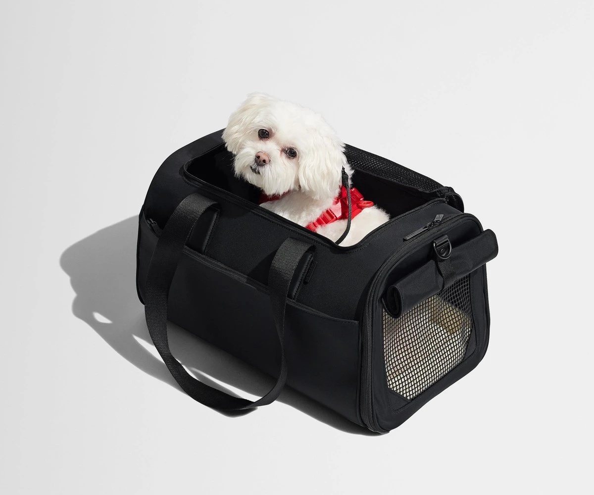 7 consejos infalibles para viajar con tu perro o gato, según expertos - image 1