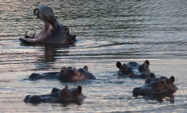 Hipopótamos en el agua en Colombia