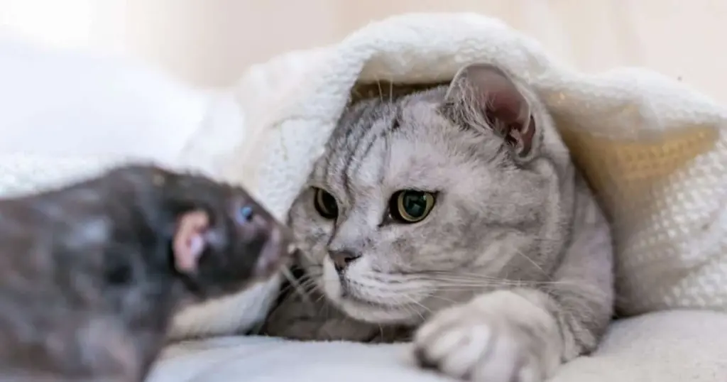 7 mitos y verdades sobre la relación entre gatos y ratones