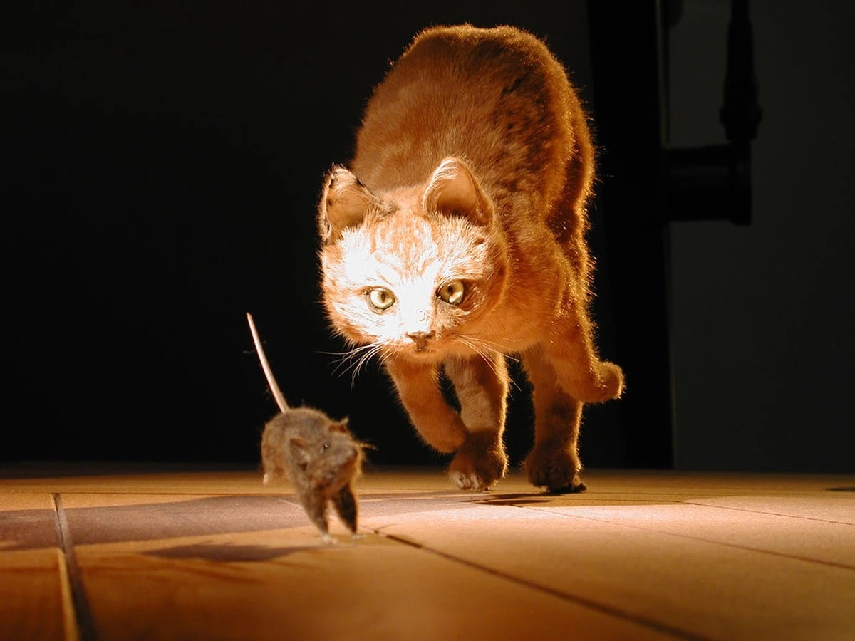 7 mitos y verdades sobre la relación entre gatos y ratones - image 1