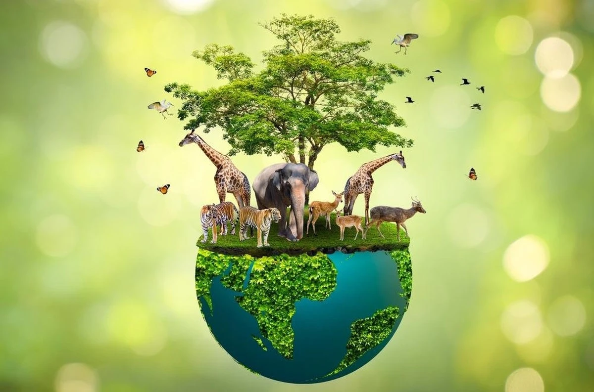 80 Cocodrilos Camboyanos Devuelven la Vida a un Ecosistema Amenazado - image 1