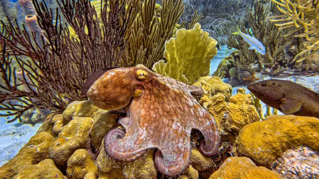 Un pulpo marrón y amarillo se posa sobre rocas amarillo-verdosas en el fondo del océano mientras pasan peces nadando.