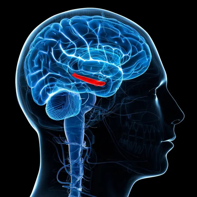 Ilustración lateral del cerebro humano con el hipocampo resaltado en rojo.