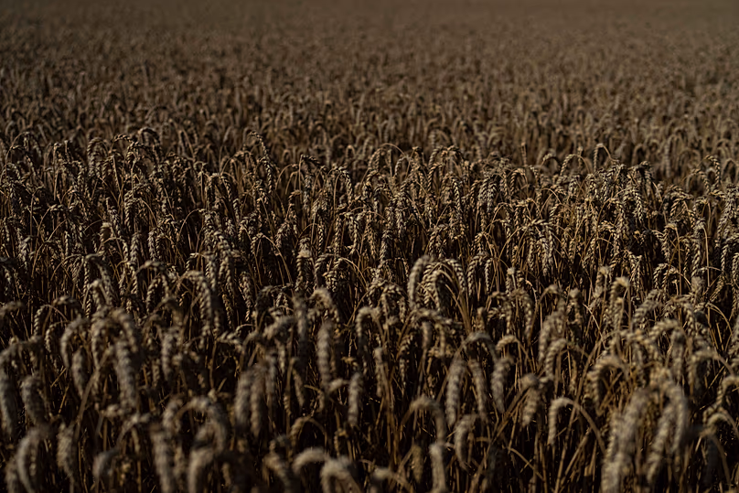 Wheat grows in a field in Cherkasy region, 25 July, 2023