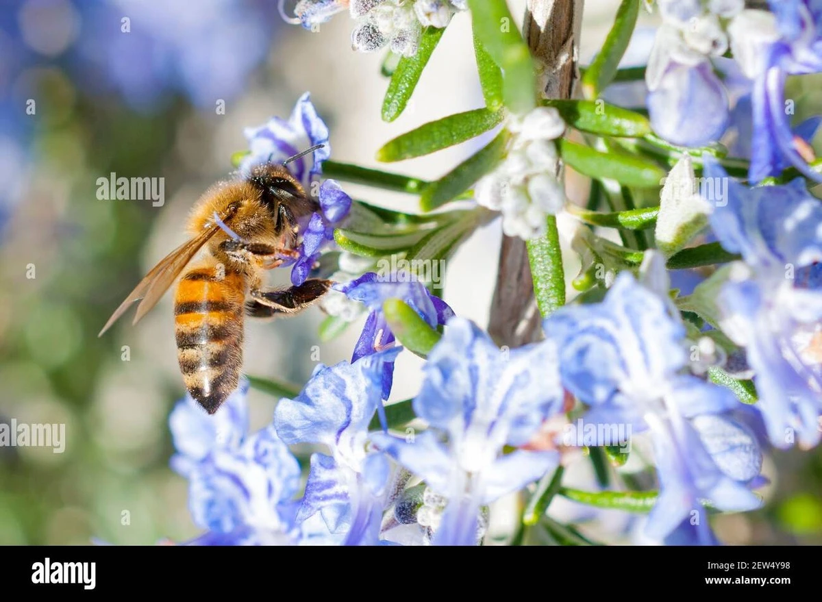 Abejas agotadas: el método de Arkel y Natuurtuin de Punt para salvarlas - image 1