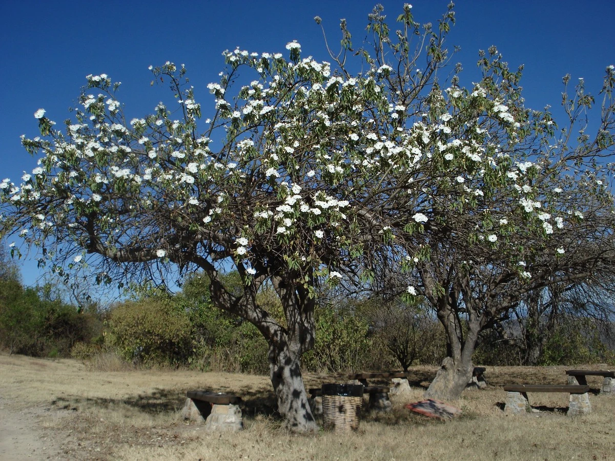 Aceras rotas: el árbol de México (Cazahuate) que no daña el asfalto - image 1