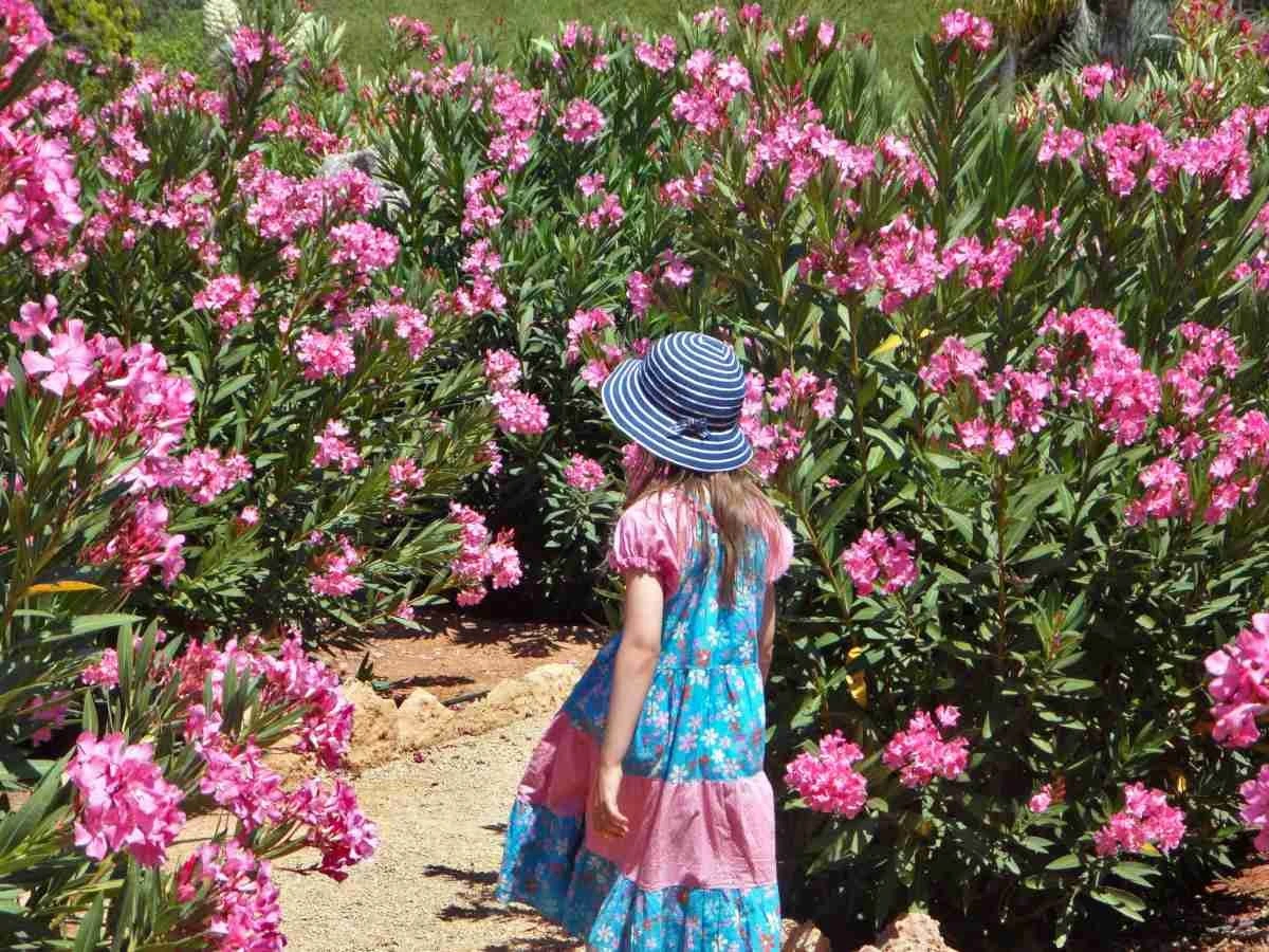 Adelfa (Nerium oleander) sin flores: el truco del jabón negro para revivirla - image 1