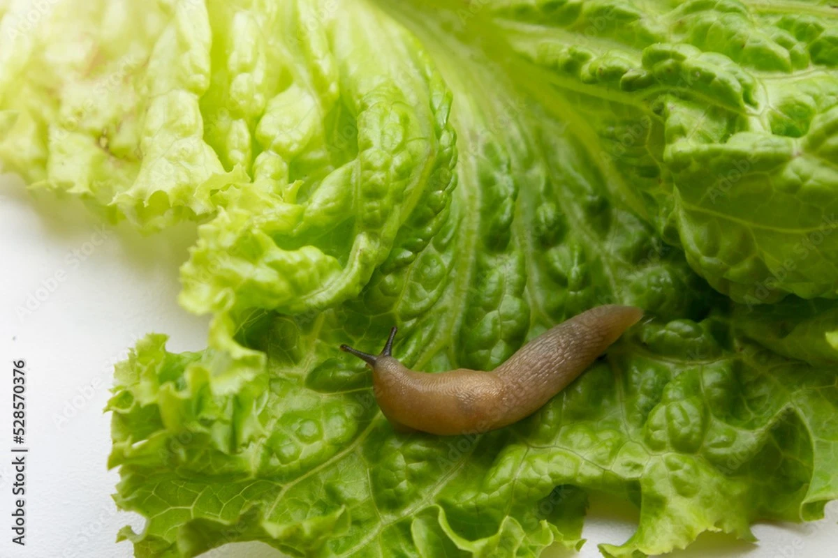 Adiós a la Babosa en tu Repollo: el truco de la barrera infranqueable - image 1