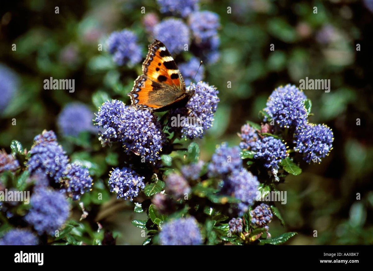Adiós a la Buddleja davidii: el arbusto azul Ceanothus ahorra un 60% de agua - image 1