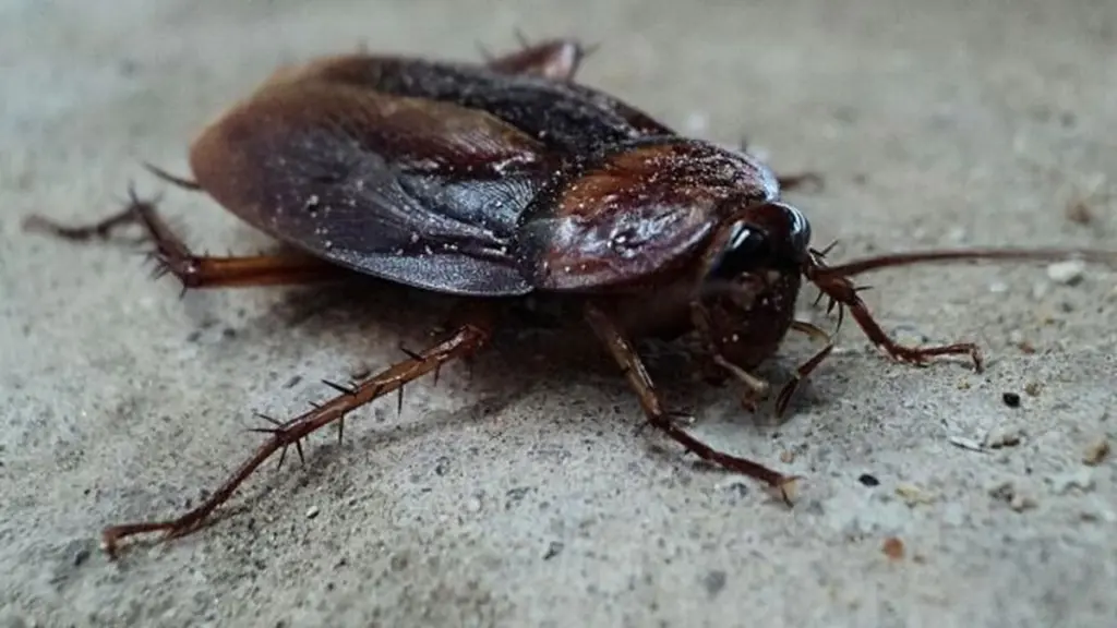 Adiós a la cucaracha: el truco del Bórax para blindar tu sifón