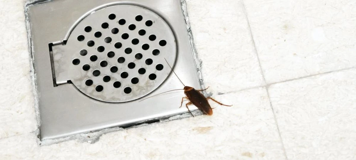 Adiós a la cucaracha: el truco del Bórax para blindar tu sifón - image 1