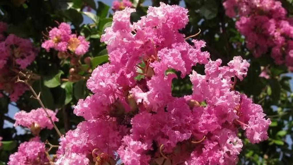 Adiós a la Hortensia: por qué planto Lagerstroemia indica para tener flores 120 días
