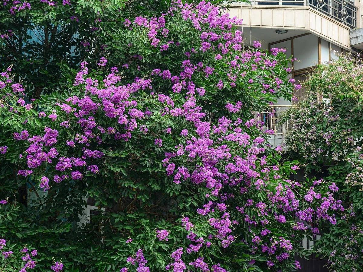 Adiós a la Hortensia: por qué planto Lagerstroemia indica para tener flores 120 días - image 1