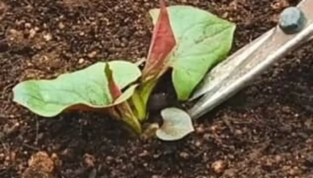 Adiós a la Houttuynia cordata: el truco de las tijeras para tu jardinería