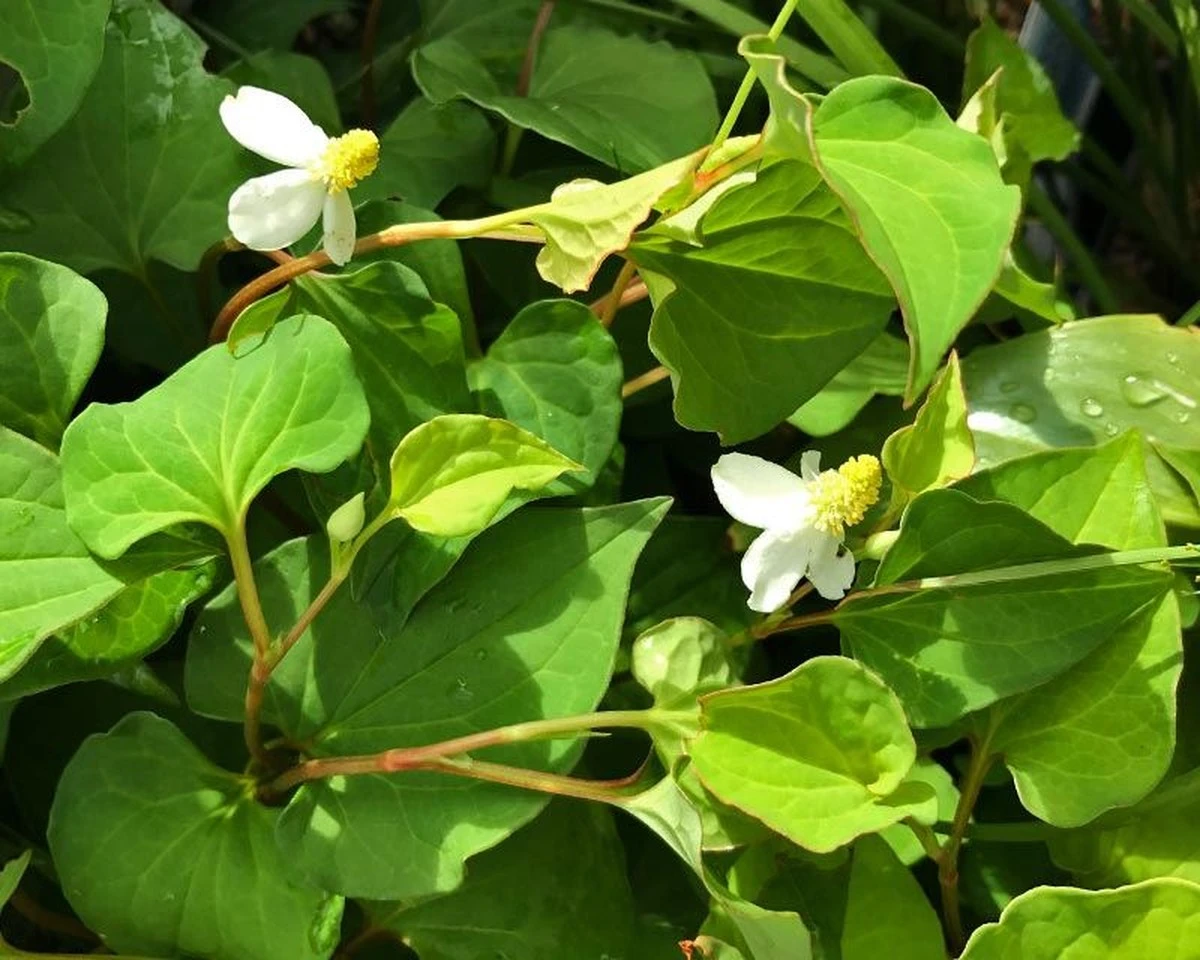 Adiós a la Houttuynia cordata: el truco de las tijeras para tu jardinería - image 1