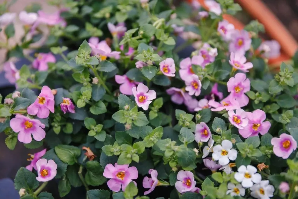 Adiós a la Petunia: la Bacopa (Sutera cordata) es la planta que no se marchita