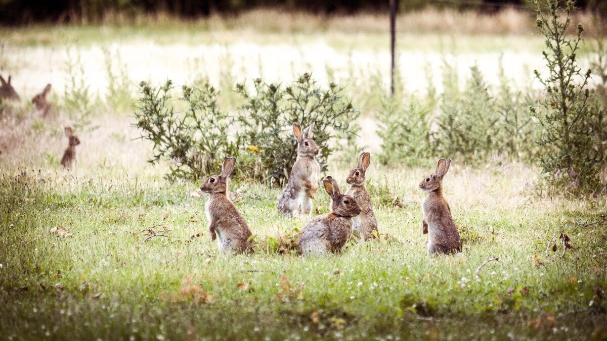 Adiós a la plaga del Conejo (Oryctolagus cuniculus) en Castilla-La Mancha - image 1
