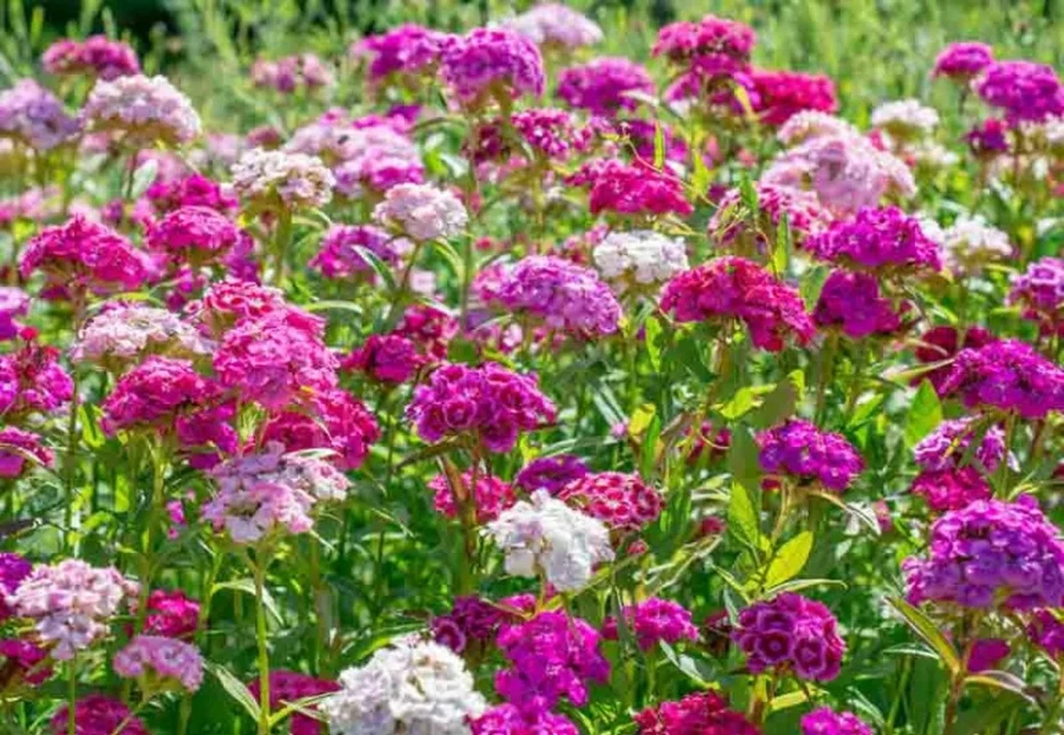 Adiós a la Sanvitalia: por qué plantar Clavel del poeta (Dianthus barbatus) ahora - image 1