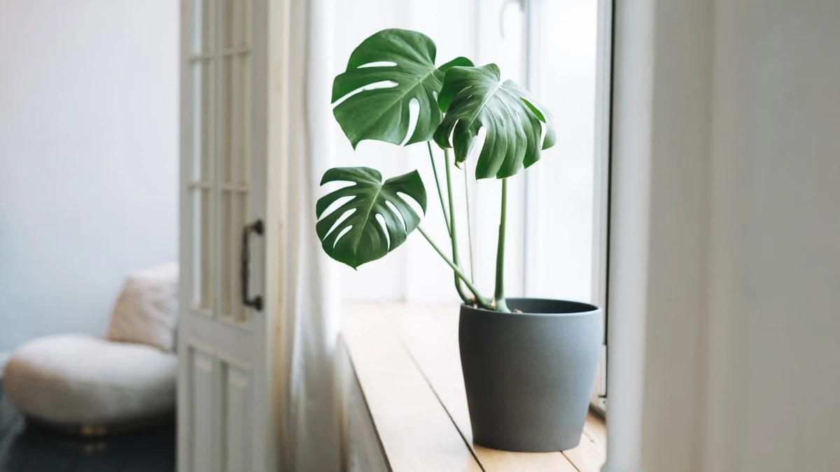 Adiós a las cortinas: 4 formas de transformar tus ventanas y ganar luz - image 1