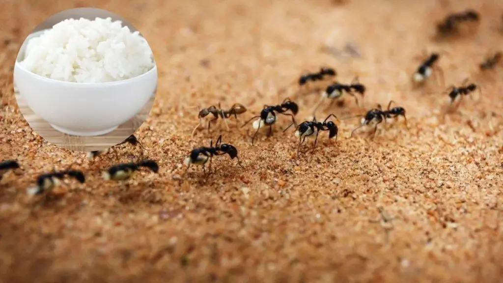 Adiós a las Hormigas: el truco del arroz blanco para salvar tu jardín en 2 minutos