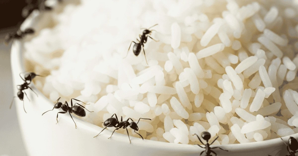 Adiós a las Hormigas: el truco del arroz blanco para salvar tu jardín en 2 minutos - image 1