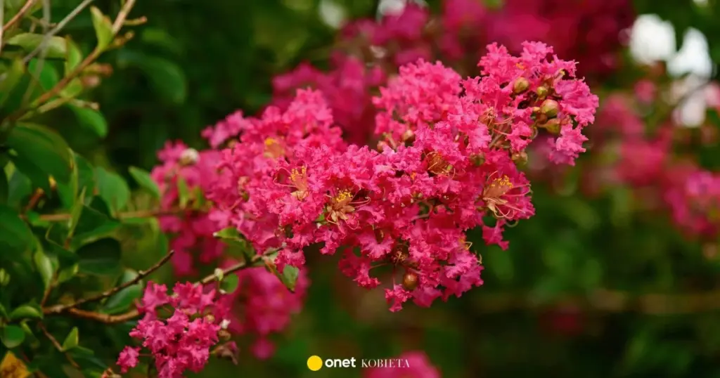Adiós a las hortensias: la joya de Asia Lagerstroemia indica que resiste el sol