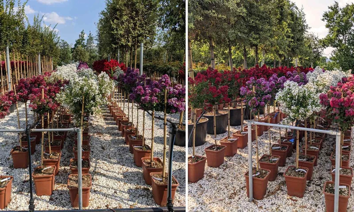 Adiós a las hortensias: la joya de Asia Lagerstroemia indica que resiste el sol - image 1