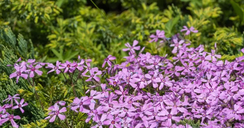 Adiós a las malas hierbas: 10 plantas tapizantes que ahorran un 70% de agua