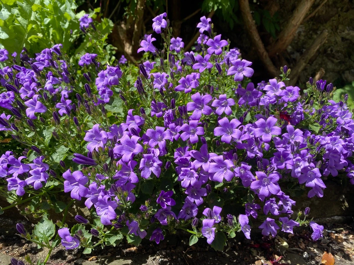 Adiós a las malas hierbas: 10 plantas tapizantes que ahorran un 70% de agua - image 1