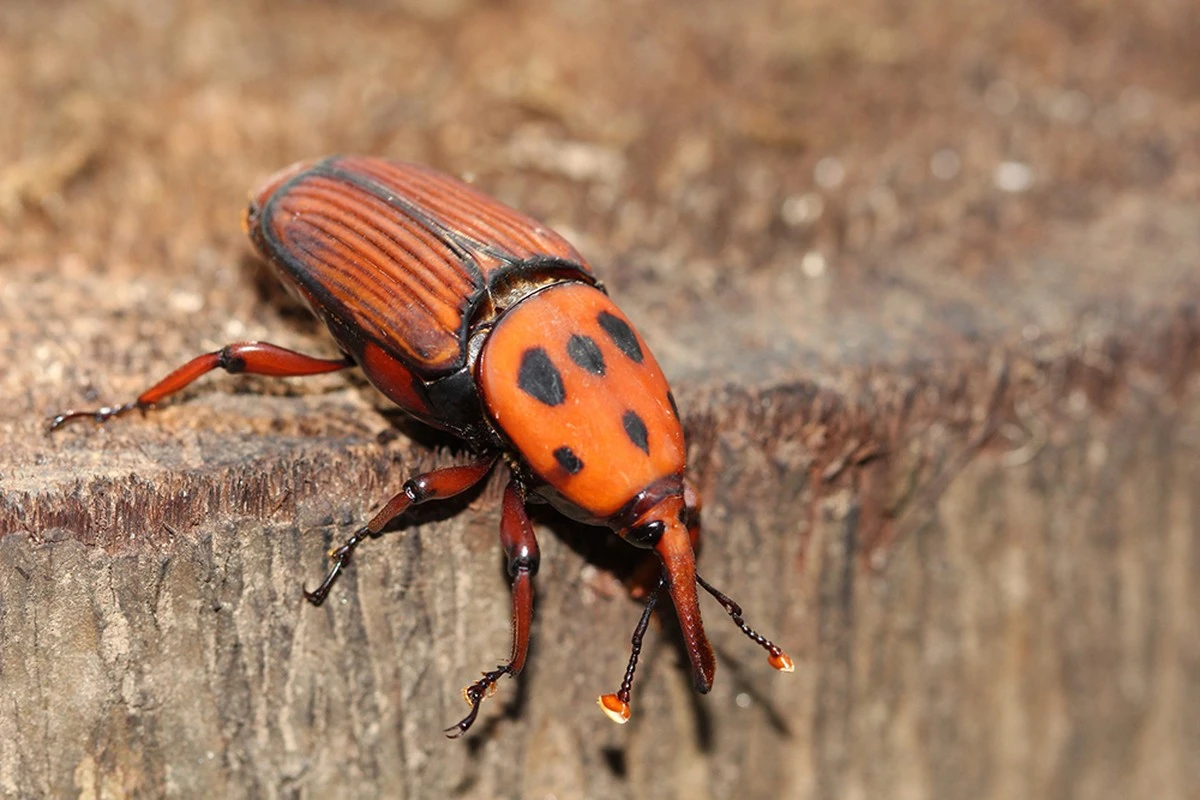 Adiós a las palmeras en Asturias: el truco para frenar al Picudo rojo - image 1