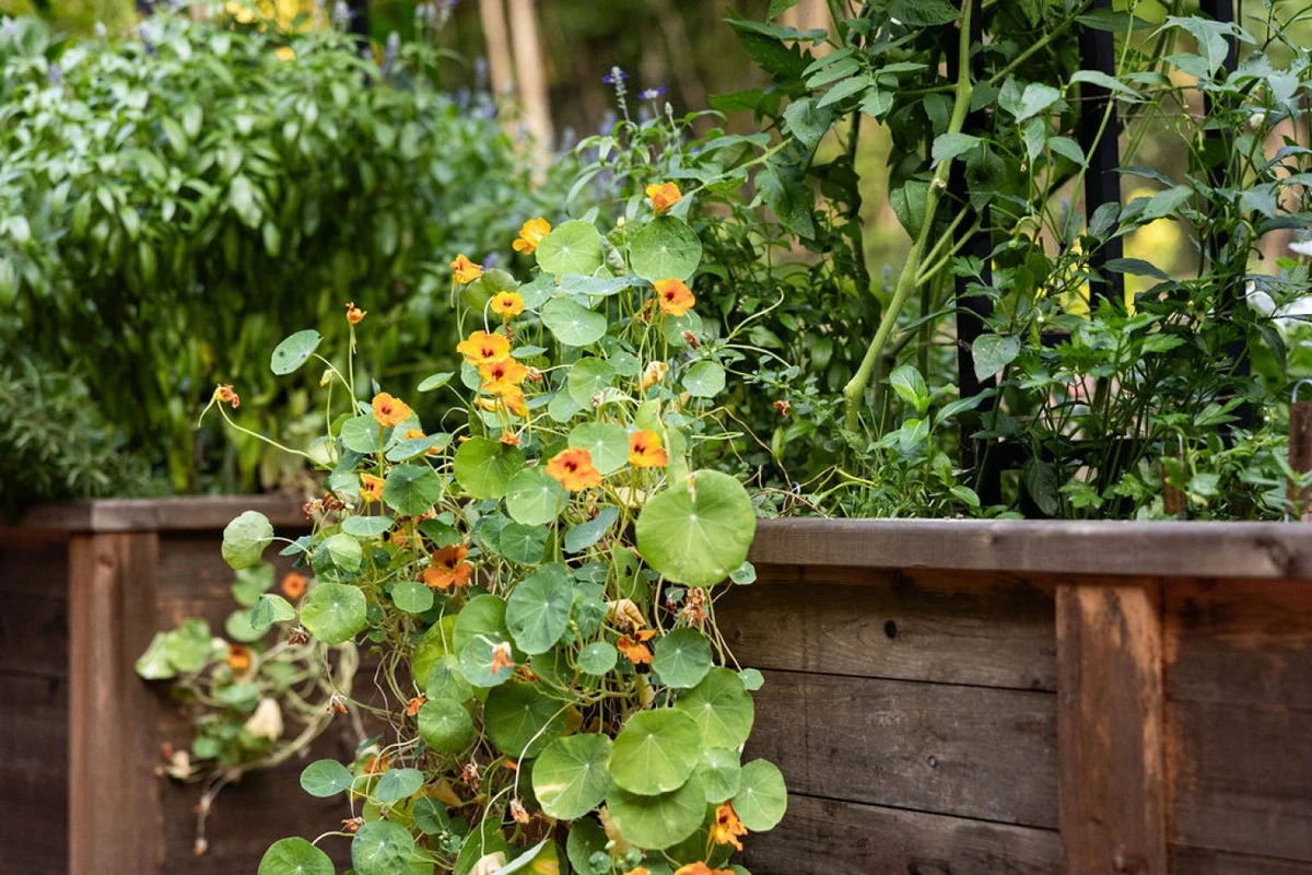 Adiós a las plagas en tu huerto: por qué plantar Mastuerzo (Tropaeolum majus) este marzo - image 1