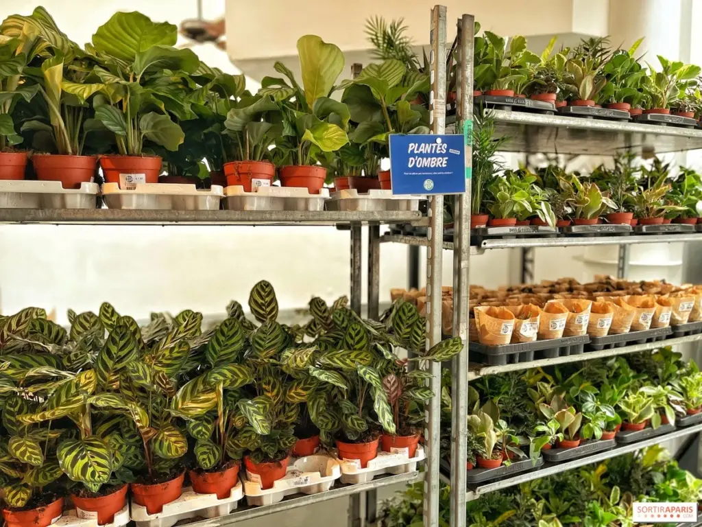 Adiós a las plantas carísimas: el método de París y Plantes pour Tous desde 0,90€
