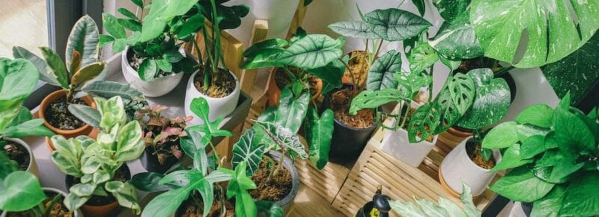 Adiós a las plantas carísimas: el método de París y Plantes pour Tous desde 0,90€ - image 1