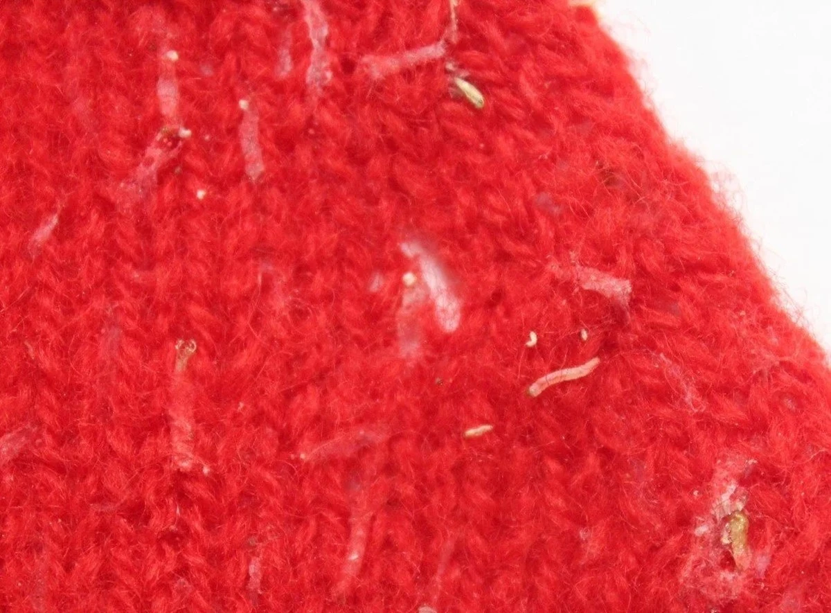 Adiós a las polillas en tus textiles: el truco sin químicos bajo 60°C - image 1