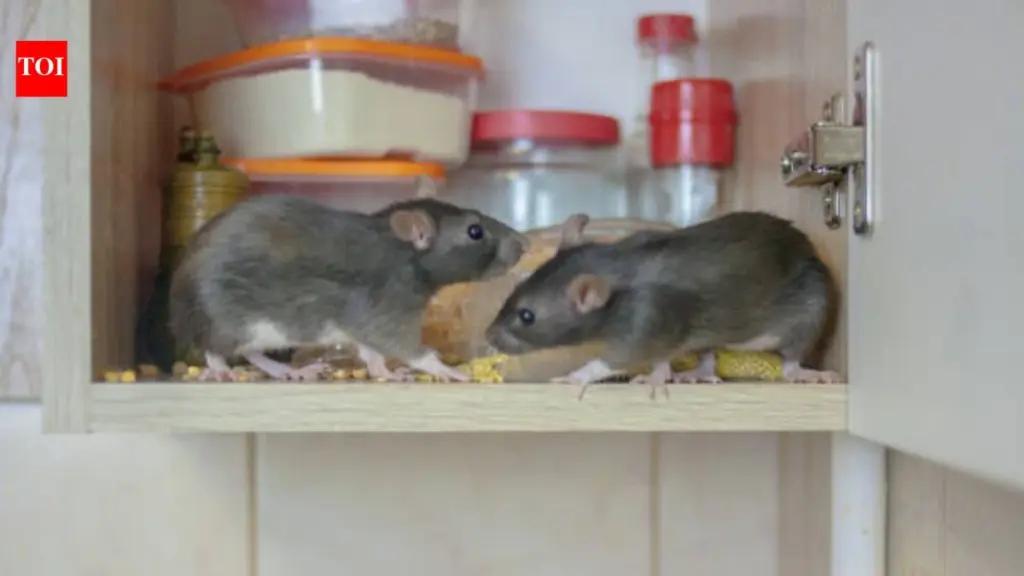 Adiós a las Ratas: el truco natural que hasta el Departamento de Impuesto sobre la Renta vigila