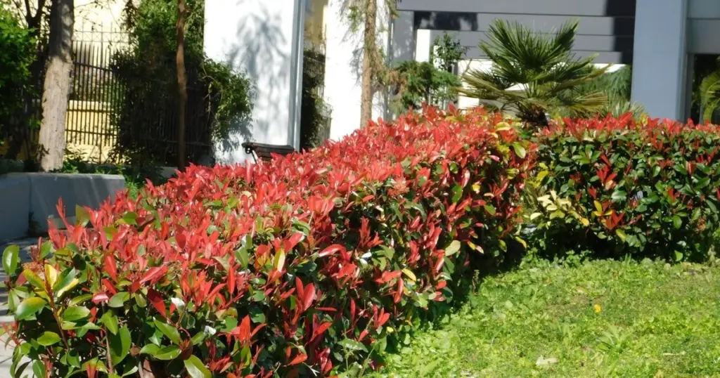 Adiós a la Thuja: el truco de poda para una Photinia × fraseri roja y densa