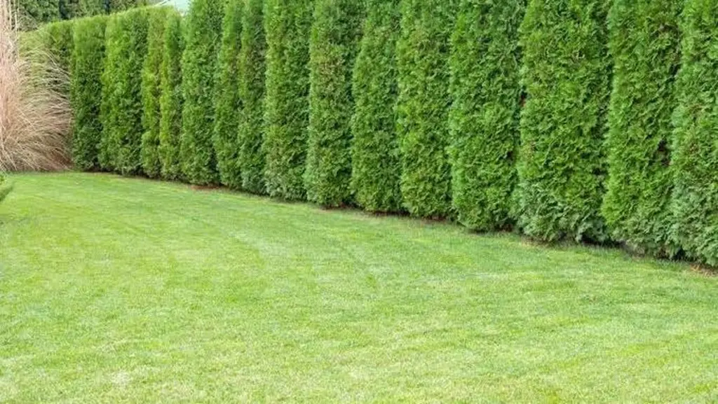 Adiós a la Thuja: en Lituania o España, este seto ahorra 70% de agua