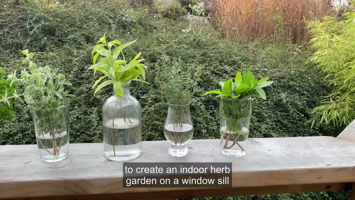 Adiós a la tierra: cultiva Menta y Albahaca en agua con este método - image 1