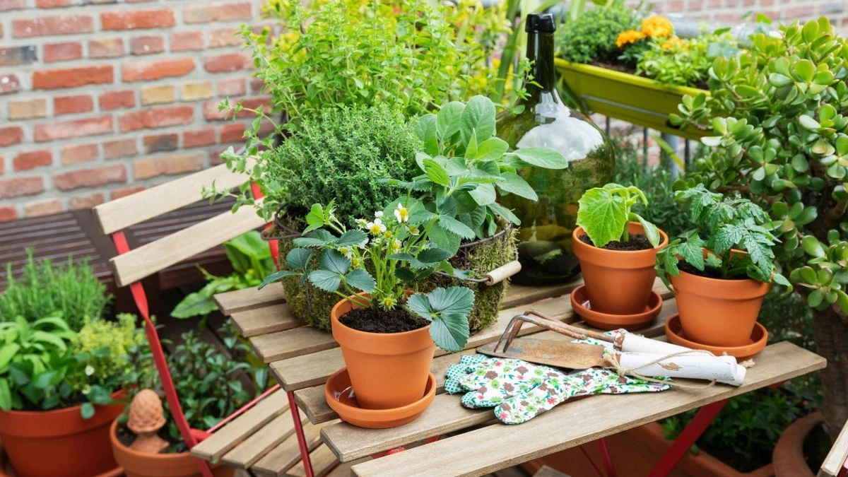 Adiós al balcón vacío: 7 Plantas de sombra para un oasis con Begonia - image 1