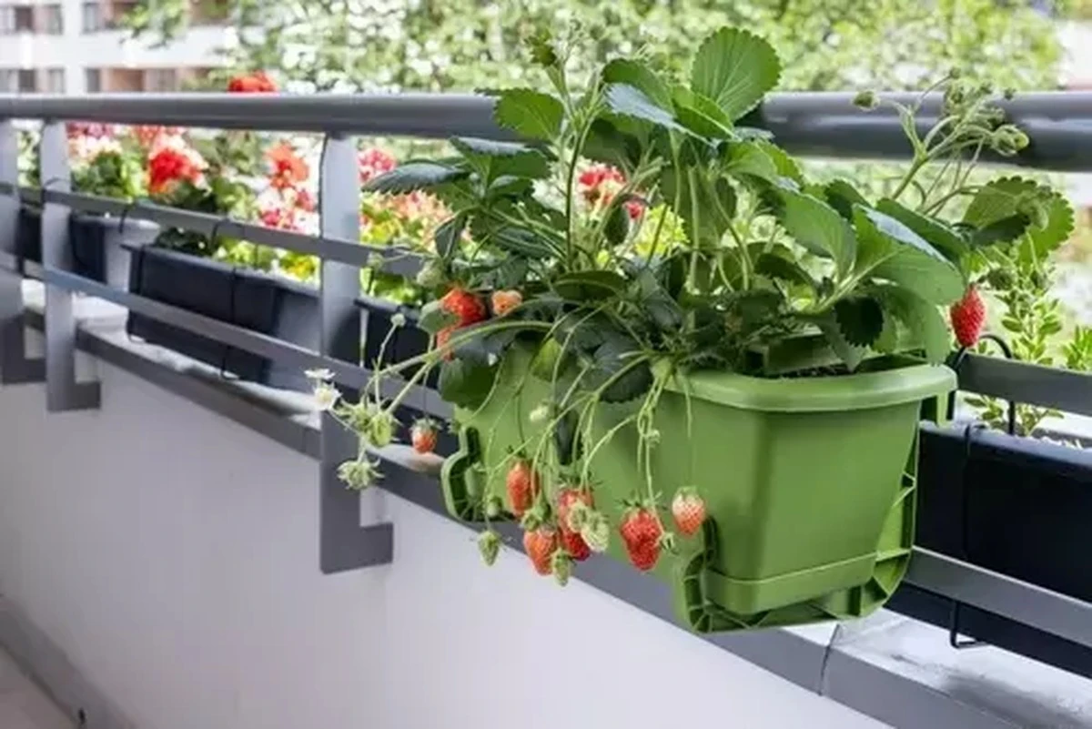 Adiós al calor: cultiva Fresa y Calamandín en tu balcón con este truco - image 1