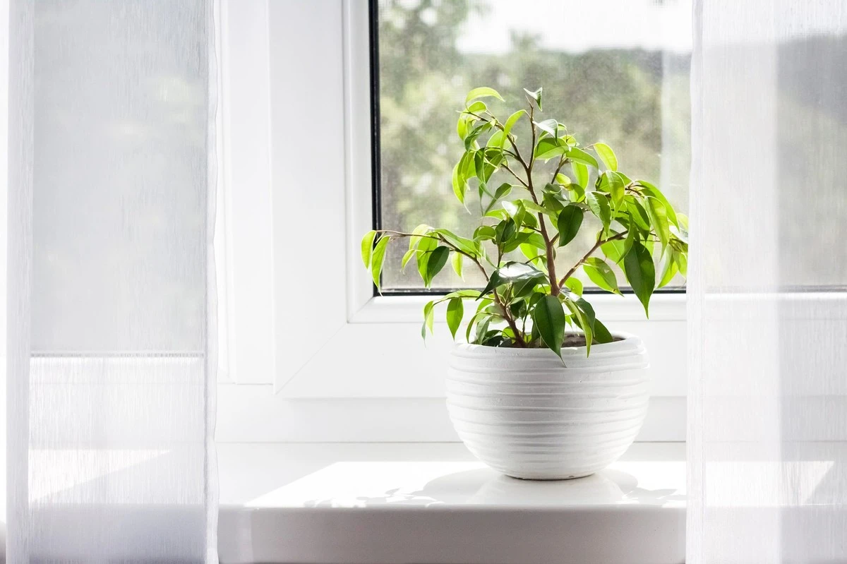 Adiós al calor: el Ficus benjamina refresca tu balcón y limpia el aire - image 1