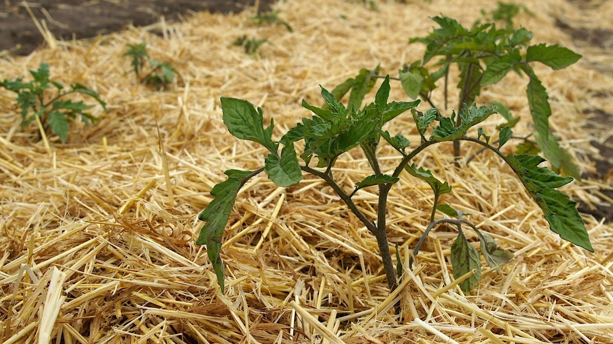 Adiós al calor: usa Paja y Mulch (Acolchado) para regar 70% menos - image 1