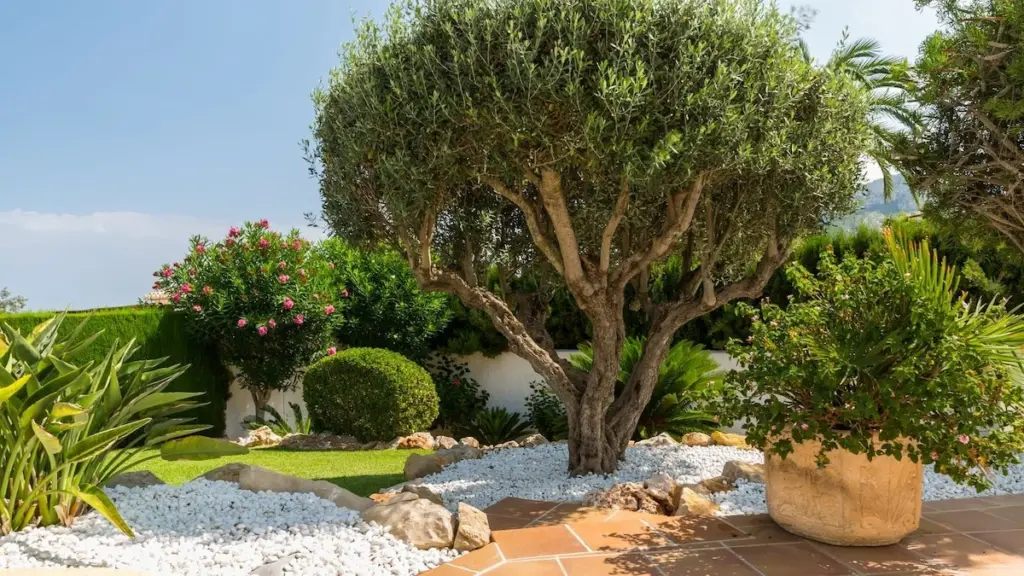 Adiós al césped: el secreto con Boj (Buxus sempervirens) y Aucuba japonica para un jardín de lujo sin riego