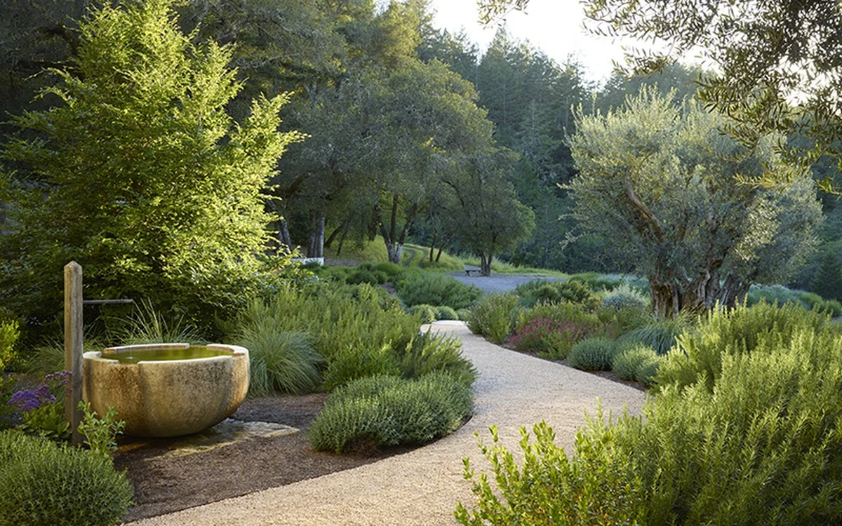 Adiós al césped: el secreto con Boj (Buxus sempervirens) y Aucuba japonica para un jardín de lujo sin riego - image 1