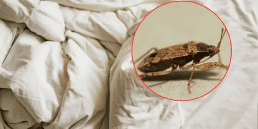 Adiós al Cimex lectularius: el truco tras viajar a Jalisco para dormir sin plagas